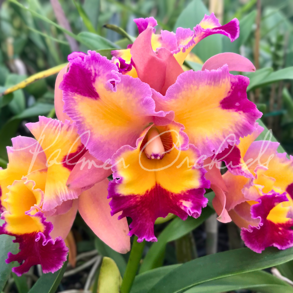 Rlc. Paradise Rose 'My Valentine' — Palmer Orchids